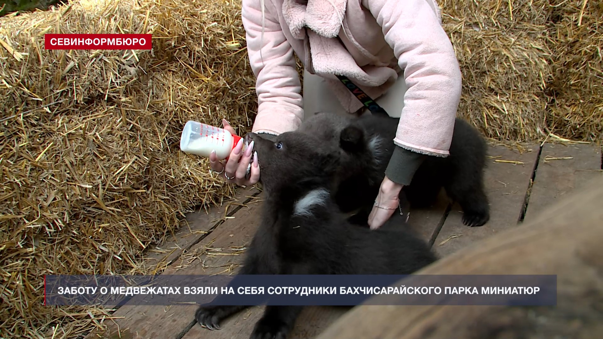 Медведица Маша из Бахчисарая выпустила малышей из берлоги с приходом весны