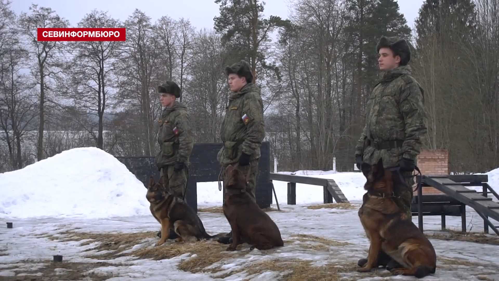 Кинологи ЗВО провели конкурс «Найти и обезвредить» в Ленинградской области