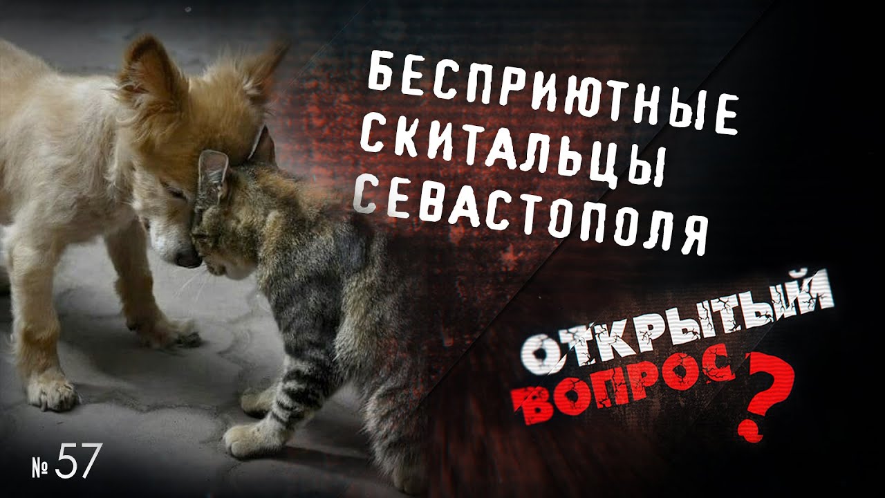 Как севастопольцы «плодят» бездомных животных?