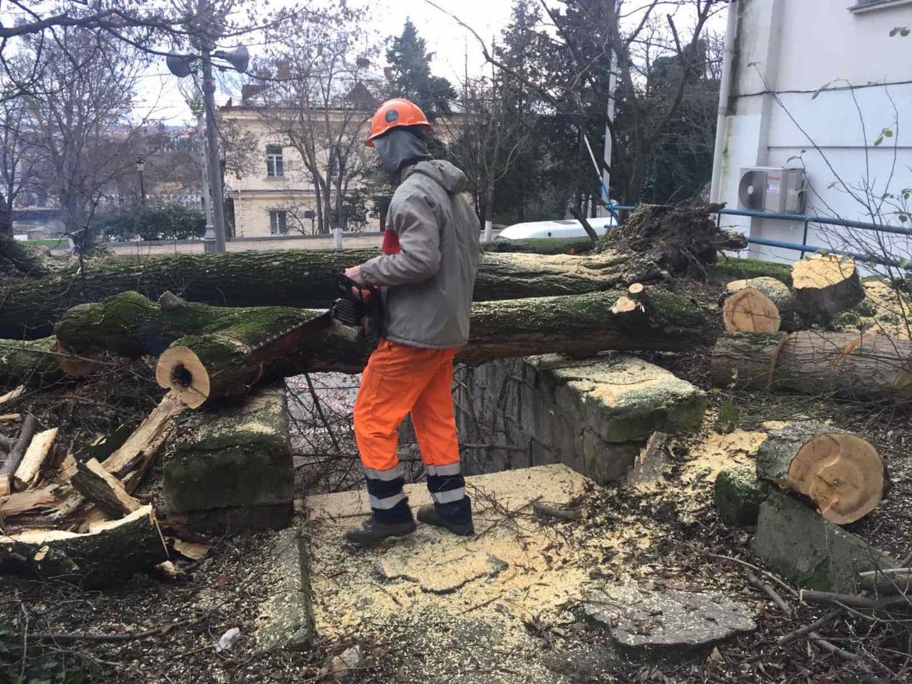 Рухнувшее в центре Севастополя дерево убрали с лестничного прохода