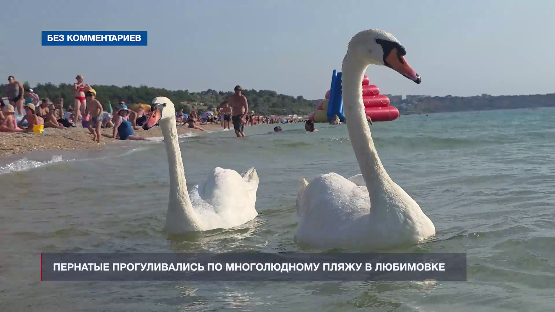 Белые лебеди приплыли на пляж в Любимовке