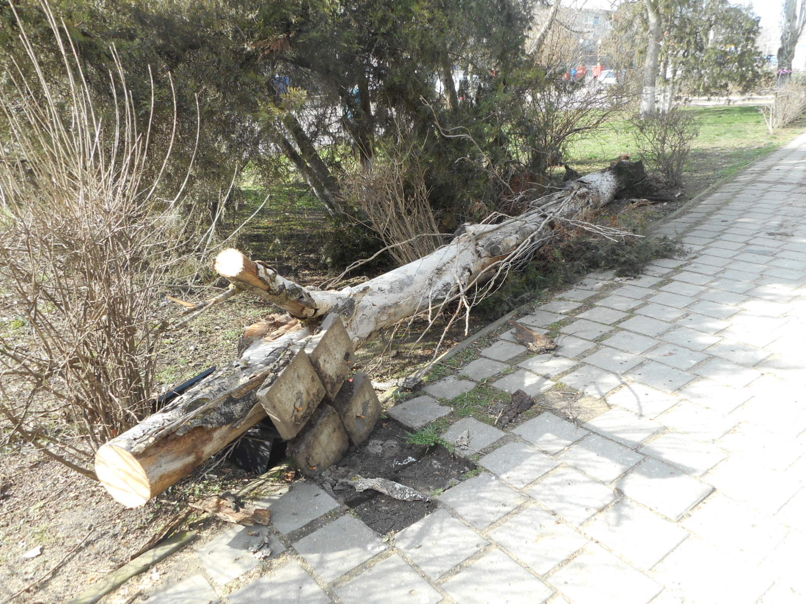 Погиб на месте: в Керчи на мужчину упало дерево