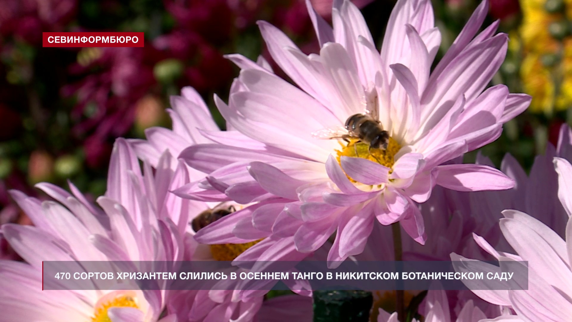 В Никитском ботаническом саду хризантемы танцуют осеннее танго