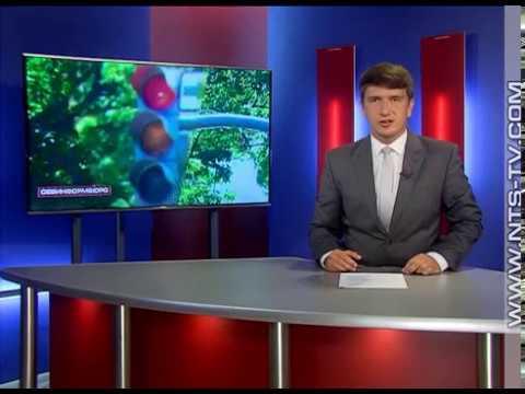 «Зеленые стрелки» вернут на севастопольские перекрестки