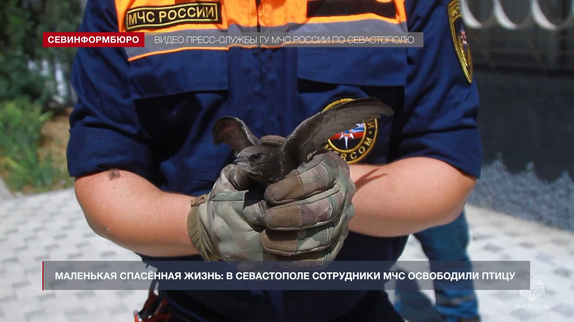 Севастопольские спасатели вновь спасли попавшего в беду стрижа
