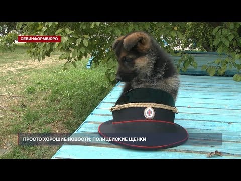 В Крыму знаменитая полицейская овчарка Юта родила шесть щенков