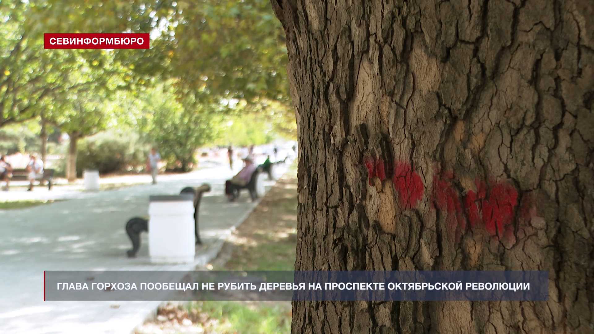 Глава Горхоза пообещал не рубить деревья на проспекте Октябрьской Революции