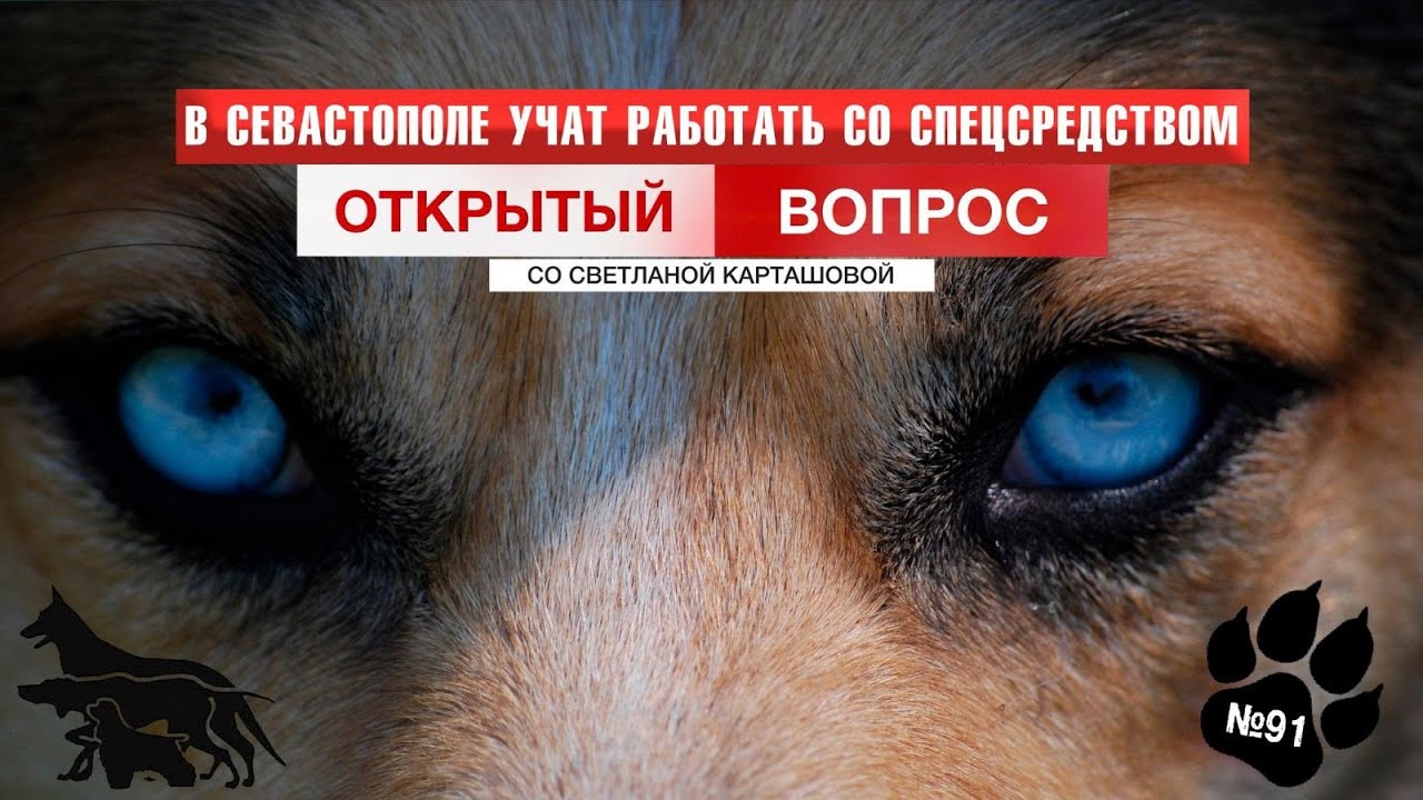 Хвостатое спецсредство: как в Севастополе учат работать с собаками. Открытый вопрос (выпуск 91)