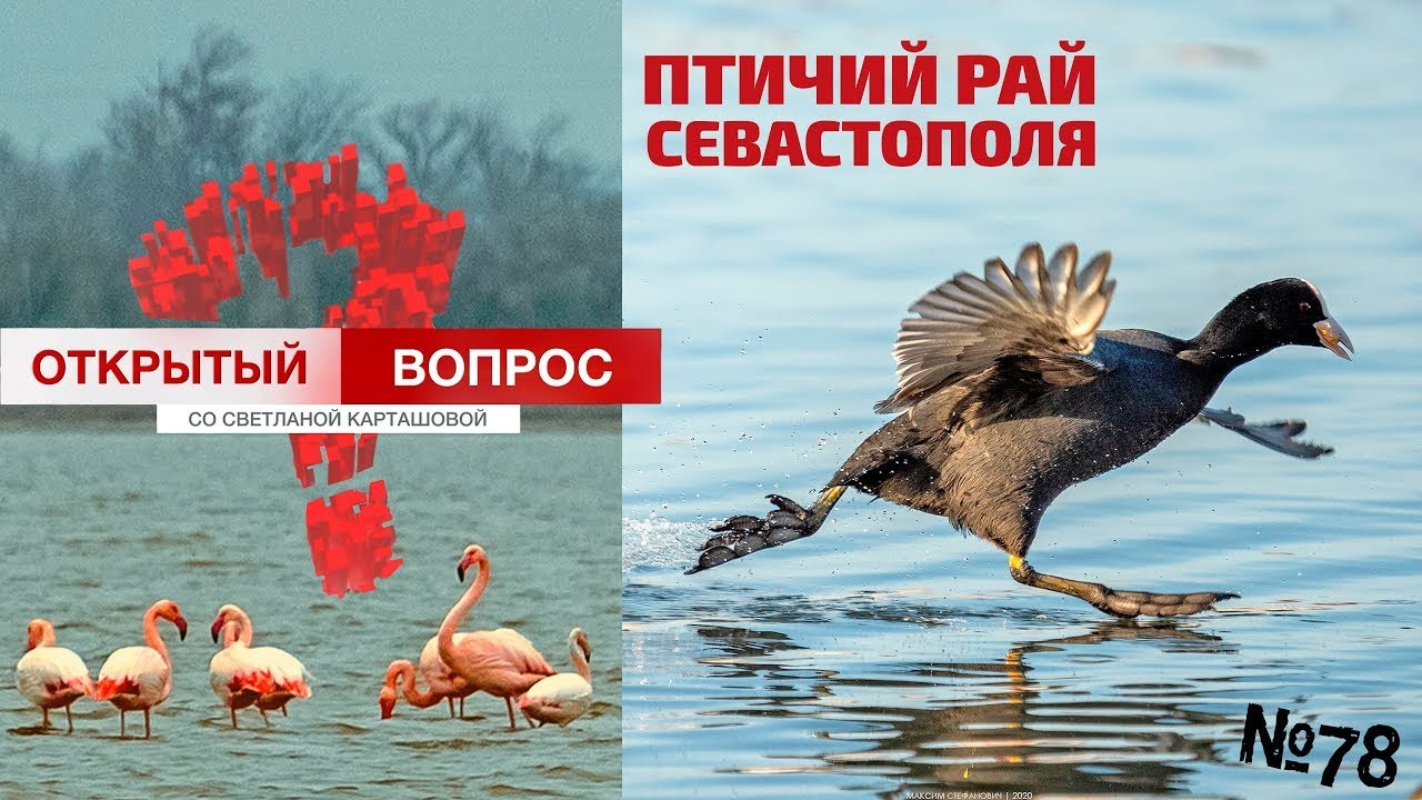 Птичий рай Севастополя. Открытый вопрос (выпуск 78)