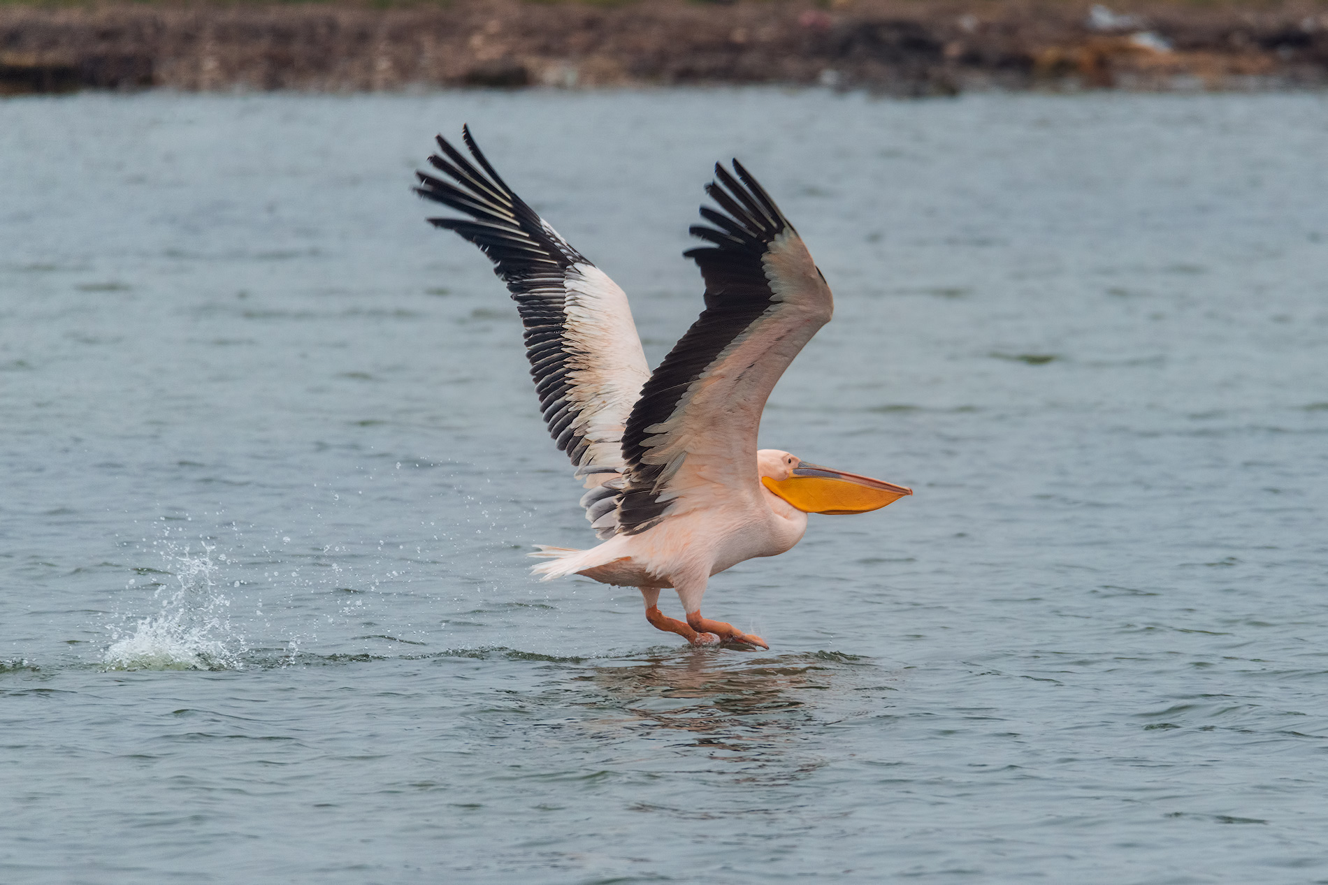 �������� �������� ������ �������� ��������