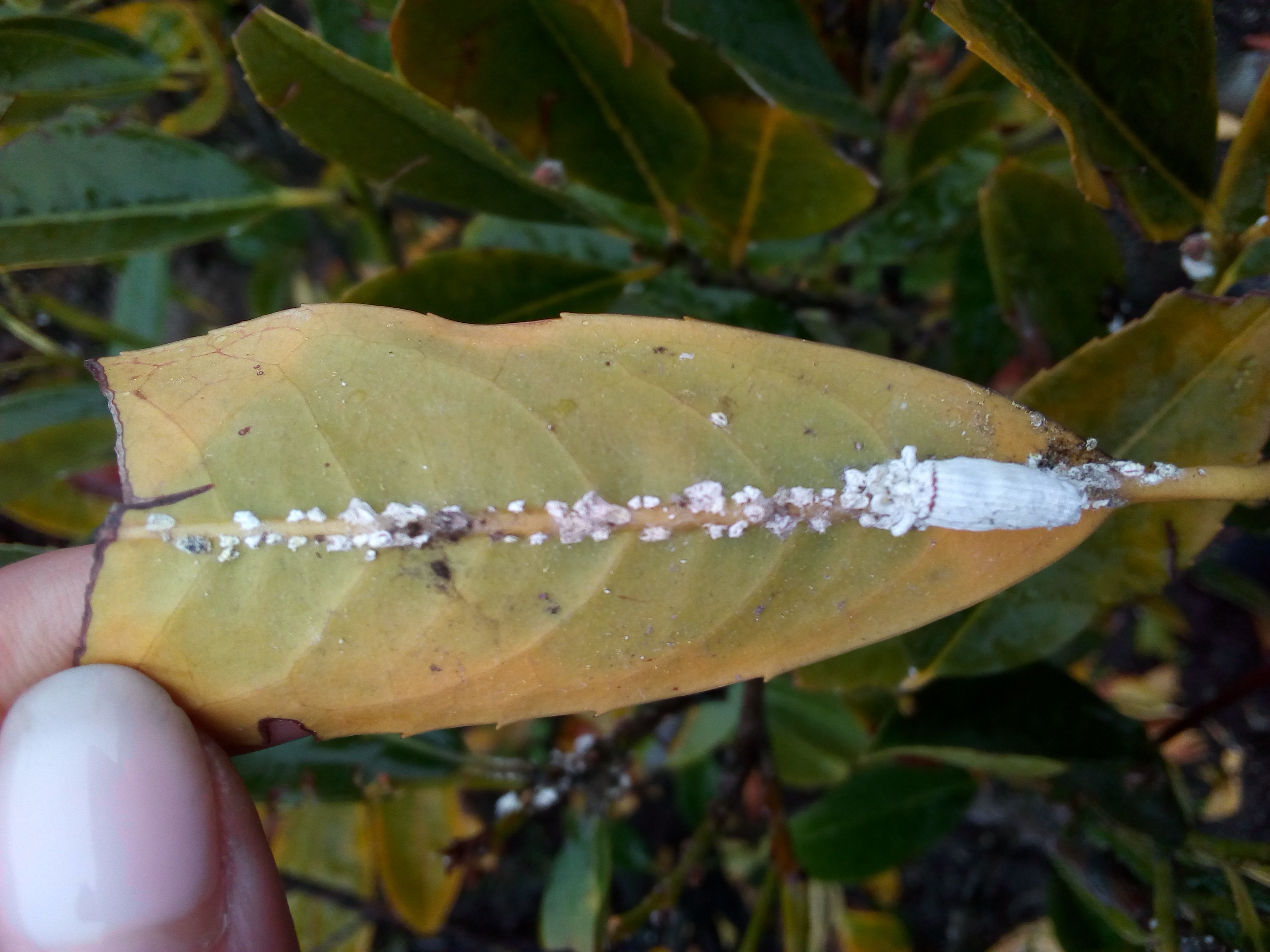 ������ � ���� ������� ���� ������ �� ��������� ����������