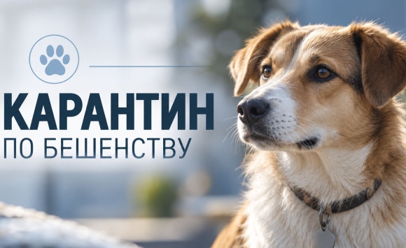 Часть Балаклавского района попала в зону временного карантина