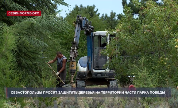 Севастопольцы обратились к Александру Бастрыкину с просьбой помочь спасти деревья в Парке Победы
