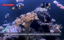 «Задача – сохранить коллекцию»: как работает Севастопольский Морской Аквариум-музей в сезон без туристов