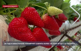 За год в Севастополе планируют собрать более 130 тонн ягод с 16 гектаров