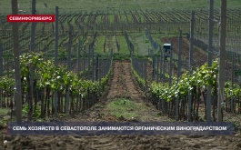 Семь хозяйств в Севастополе занимаются органическим виноградарством
