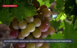 Севастопольские агропредприятия приступили к сбору столового винограда