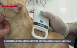Севастопольская ветеринарная служба проводит бесплатное чипирование домашних животных