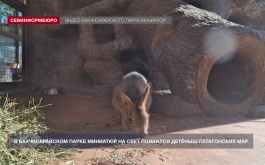 У Бахчисарайского парка миниатюр снова пополнение: на свет появился детёныш патагонских мар