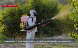 Обработки зелёных насаждений в Севастополе запланированы до конца лета
