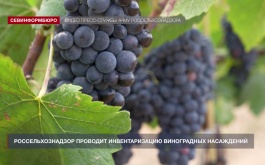 Россельхознадзор проводит инвентаризацию виноградных насаждений