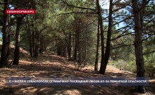 С 1 июля в Севастополе ограничено посещение лесов из-за пожарной опасности