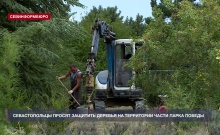 Севастопольцы обратились к Александру Бастрыкину с просьбой помочь спасти деревья в Парке Победы