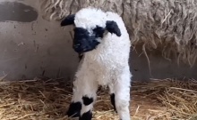 � �������������� ����� �������� ��� ��������� ������� ���������� �������