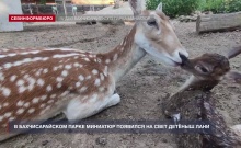 Накануне Дня России в Бахчисарайском парке миниатюр появился на свет детёныш лани