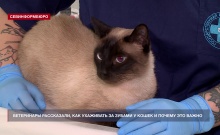 Ветеринары рассказали, как правильно ухаживать за зубами у кошек