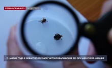 С начала этого года в Севастополе зарегистрировано более 260 укусов клещей
