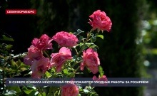 � ������ ������� ���������� ������������ ������� ������ �� ��������