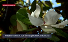 На Приморском бульваре распустились крупноцветковые магнолии – цветы, пережившие динозавров