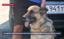 За неделю севастопольские ветеринары привили от бешенства 247 собак и кошек