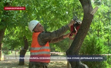 Севастопольские специалисты производят сезонные обрезку и снос деревьев