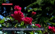 На клумбах города расцвели любимые всеми цветы – нежные розы