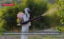 Обработки зелёных насаждений в Севастополе запланированы до конца лета