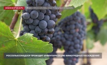 Россельхознадзор проводит инвентаризацию виноградных насаждений