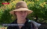 Мнение: Есть ли у вас аллергия на амброзию?